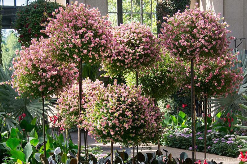 小木槿夏天怎么养殖？