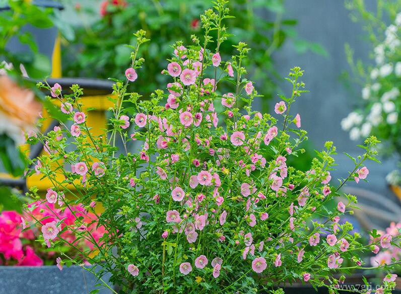 小木槿开花太少怎么办？