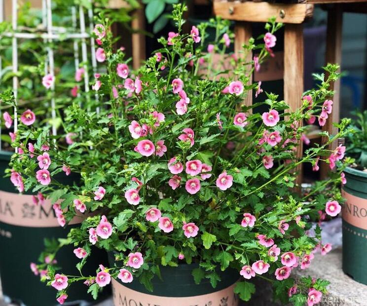 小木槿的养殖方法