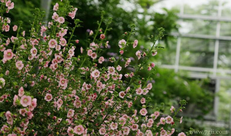 小木槿的种植方法，学会后分分钟爆盆！
