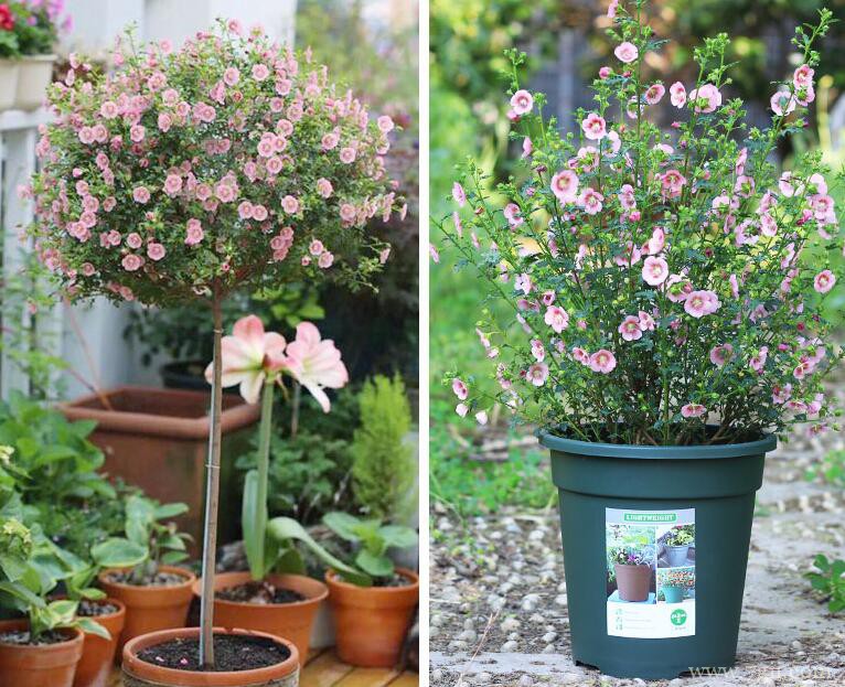 小木槿扦插繁殖的技巧