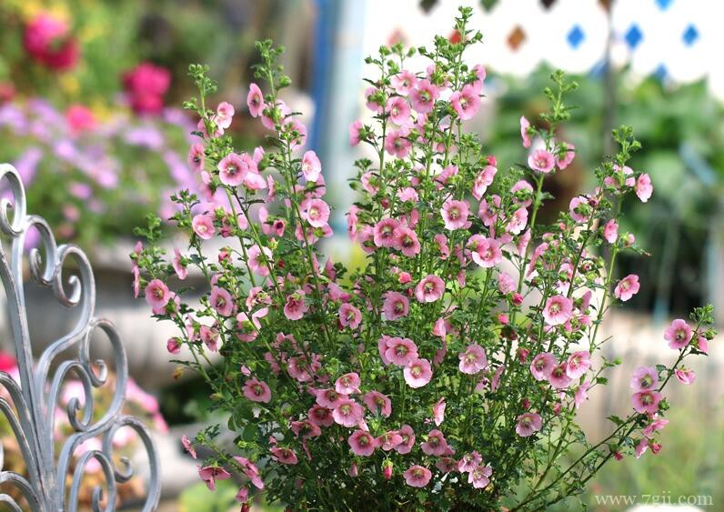 小木槿怎么养护？小木槿养爆盆的方法