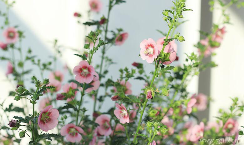 小木槿怎么养护？小木槿养爆盆的方法