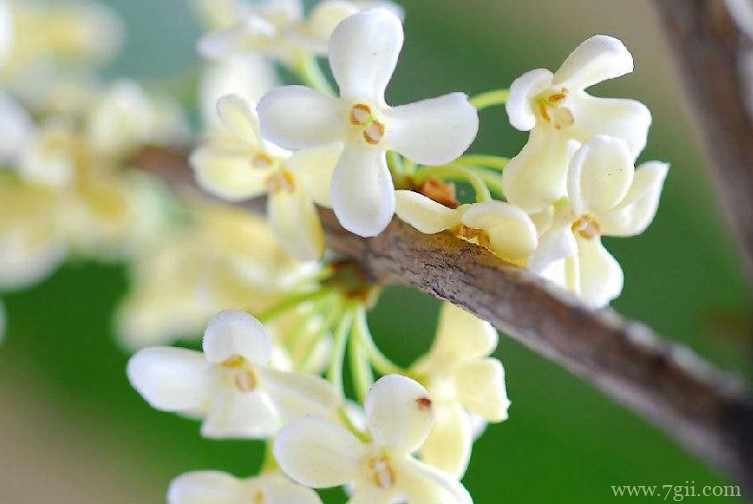 福清市的市花是什么？