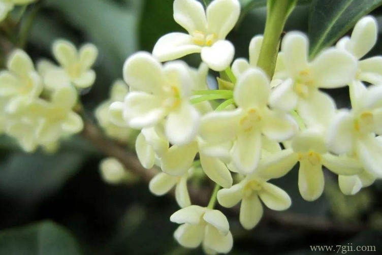 福清市的市花是什么？