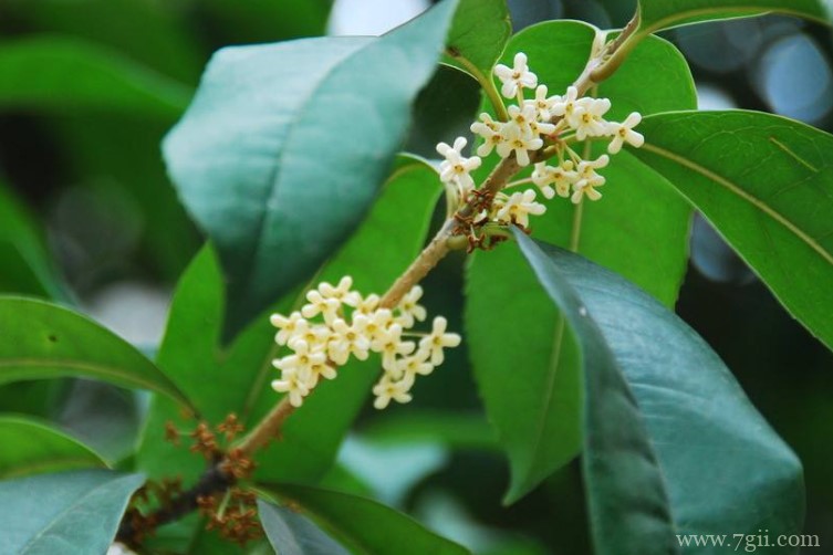 福清市的市花是什么？