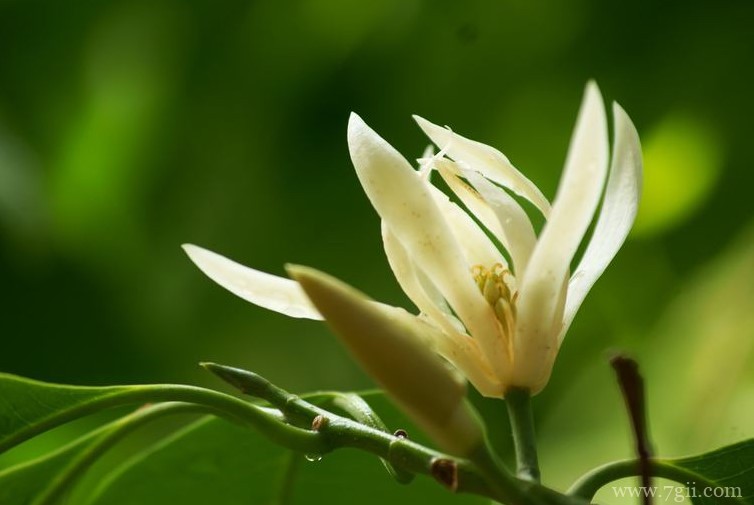 晋江市的市花是什么？