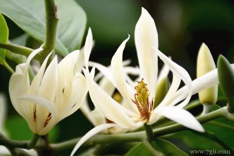 晋江市的市花是什么？