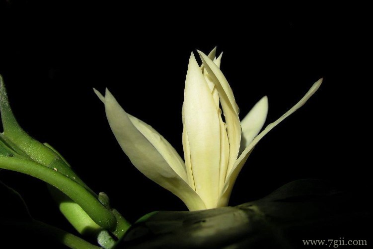 晋江市的市花是什么？