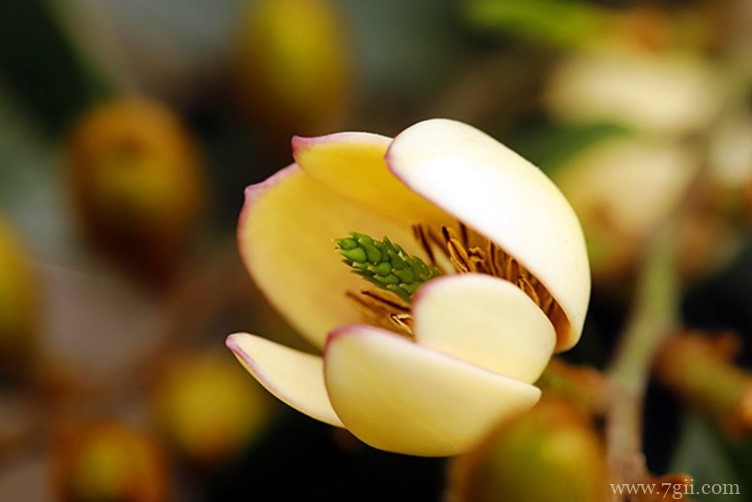 邵武市的市花是什么？