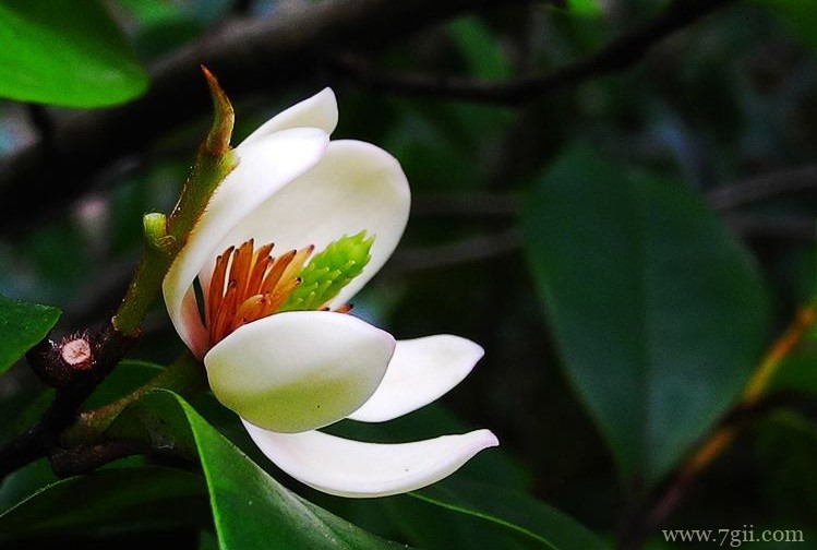 邵武市的市花是什么？