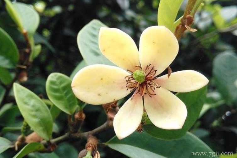 邵武市的市花是什么？