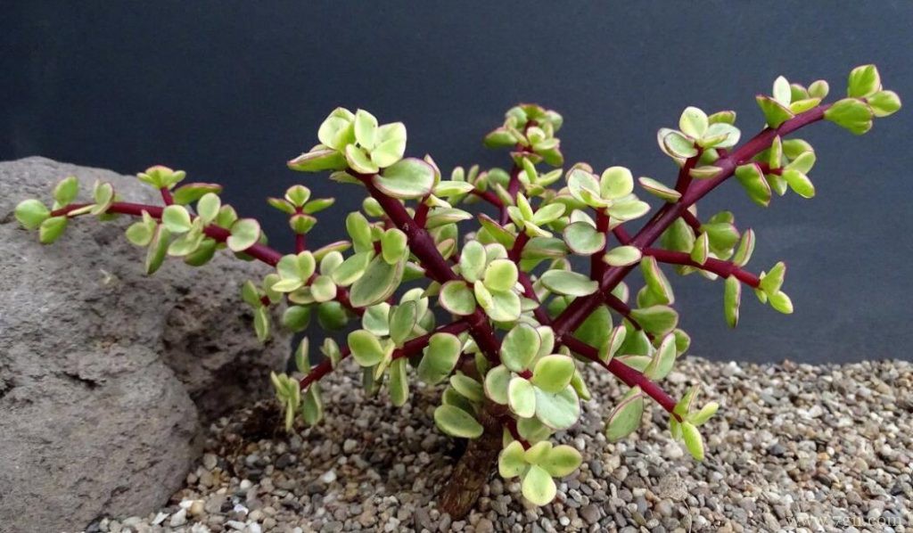 金枝玉叶的扦插方法和时间