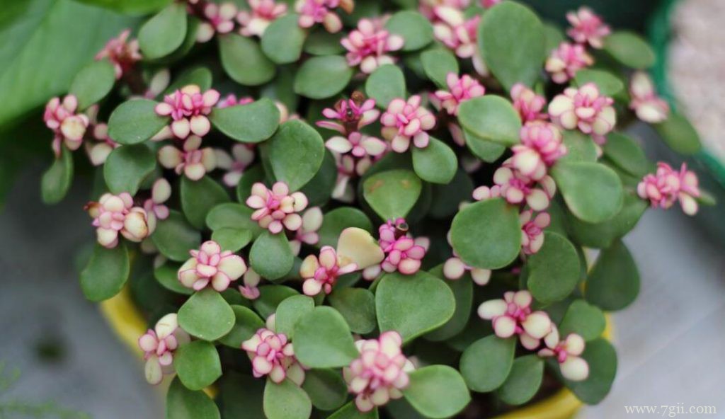 金枝玉叶如何养爆盆？