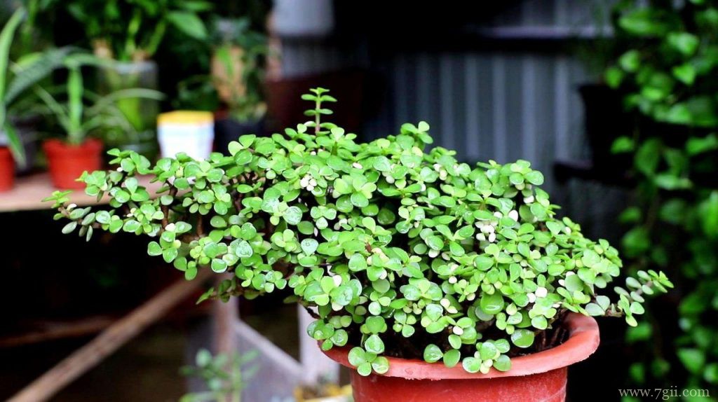 金枝玉叶的扦插方法