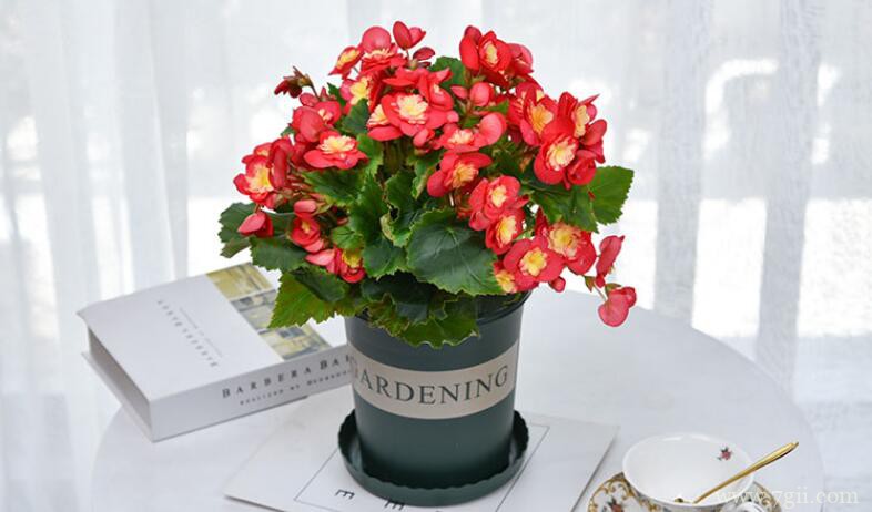 丽格海棠的图片大全，丽格海棠高清图片！