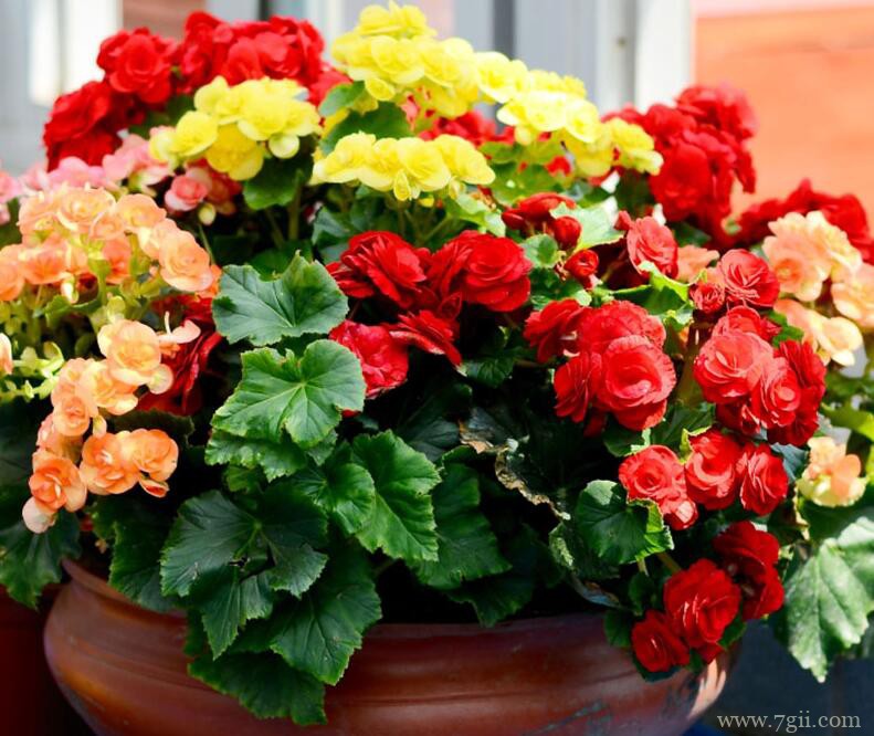 丽格海棠的养护方法