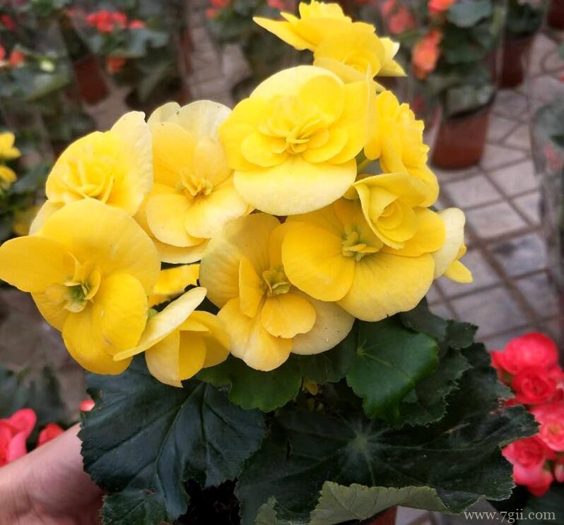 丽格海棠的养护方法