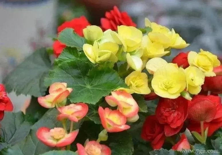 丽格海棠的养护方法