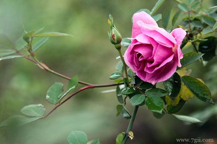 商丘的市花是什么？