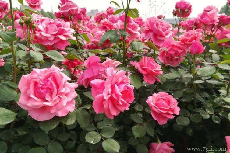 商丘的市花是什么？