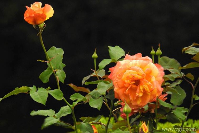 商丘的市花是什么？