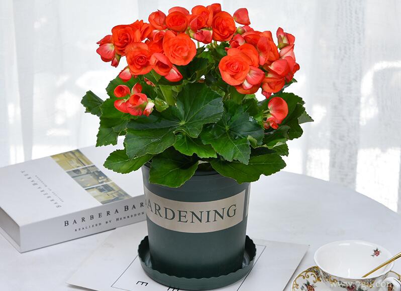 丽格海棠怎么养殖？