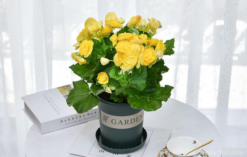 丽格海棠怎么养殖？