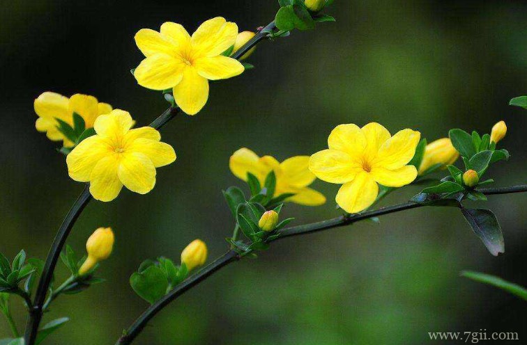 鹤壁市的市花是什么？