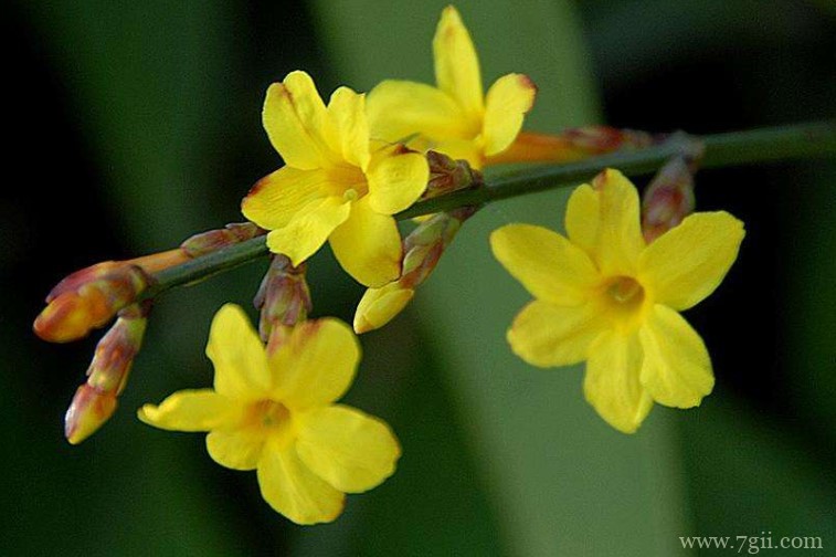 鹤壁市的市花是什么？