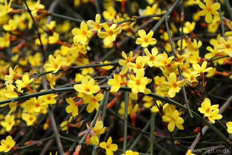 鹤壁市的市花是什么？