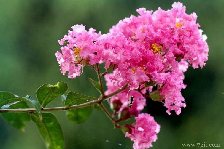 安阳市的市花是什么？