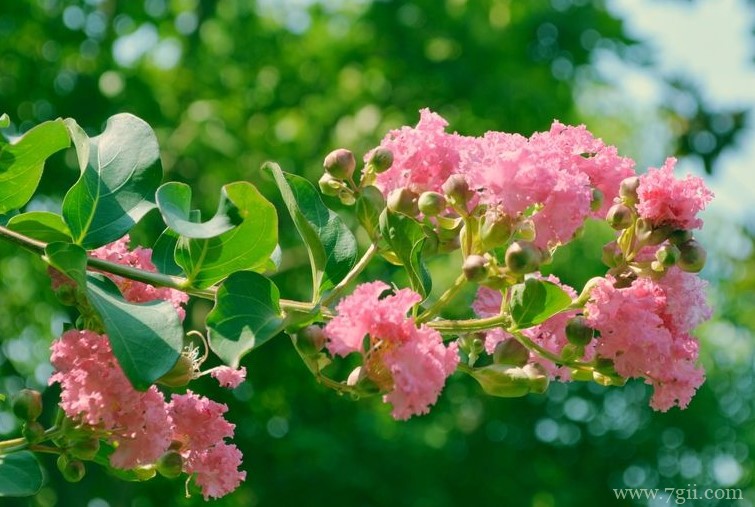 安阳市的市花是什么？