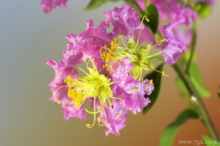 安阳市的市花是什么？