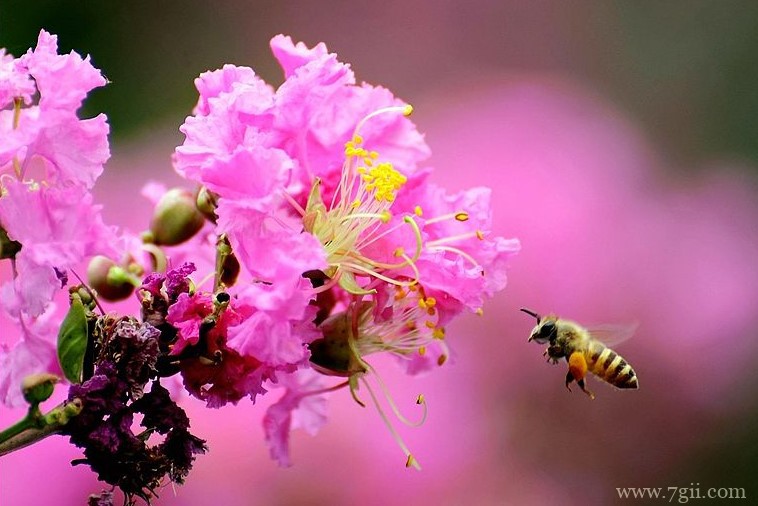 驻马店的市花是什么？