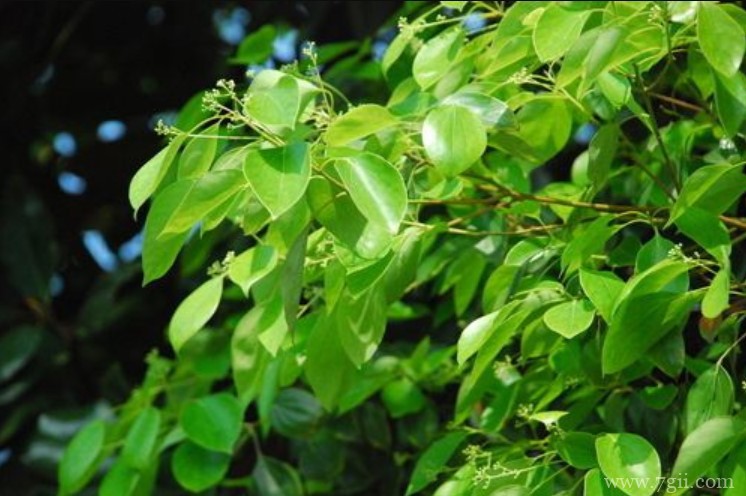 驻马店的市花是什么？