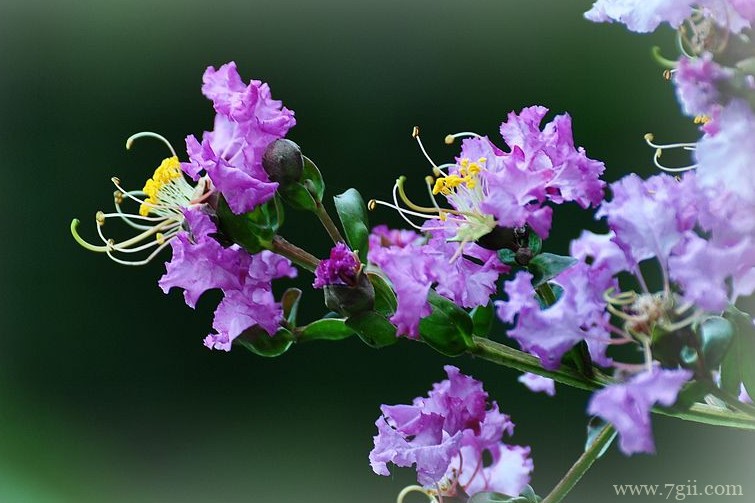 驻马店的市花是什么？