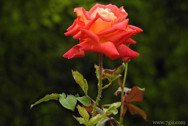 南阳市的市花是什么？