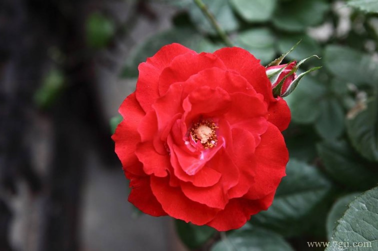 南阳市的市花是什么？