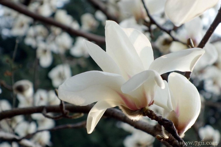 南阳市的市花是什么？