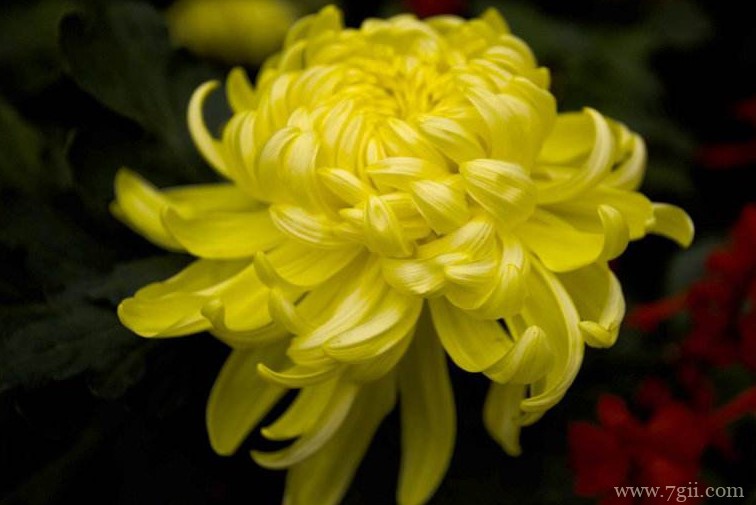 开封市的市花是什么？