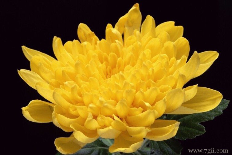 开封市的市花是什么？