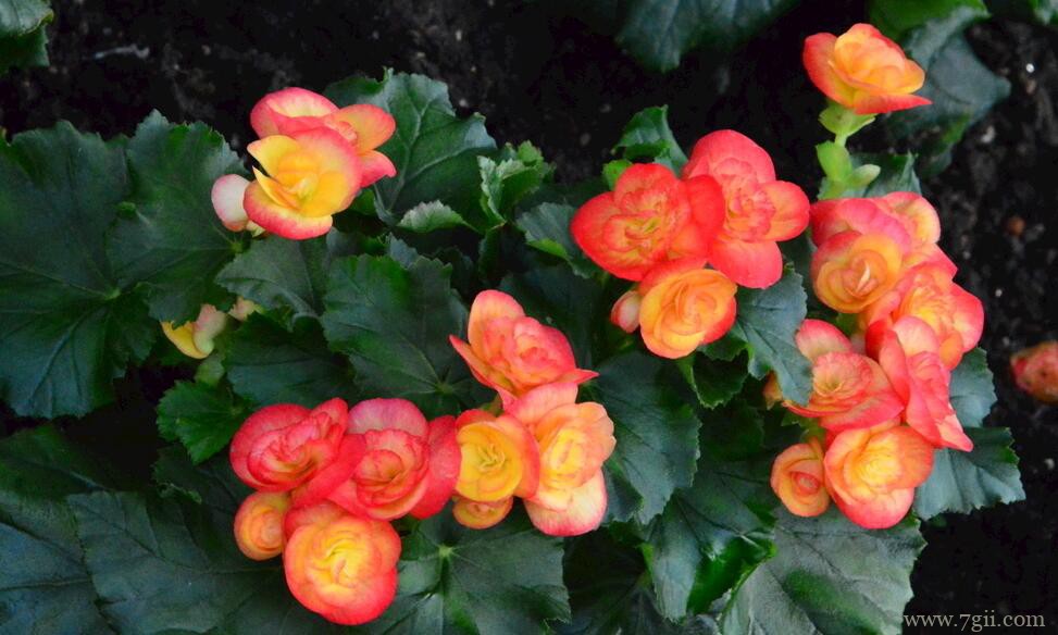 丽格海棠如何养护？做6步，叶绿花多，保准长得旺