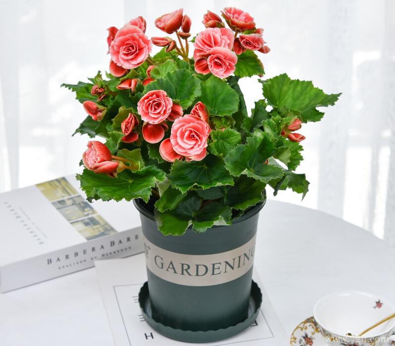 丽格海棠的养殖方法和技巧