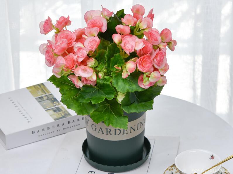 丽格海棠的养殖方法和技巧