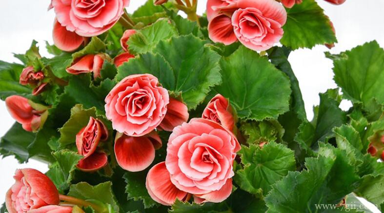 丽格海棠的养殖方法和技巧