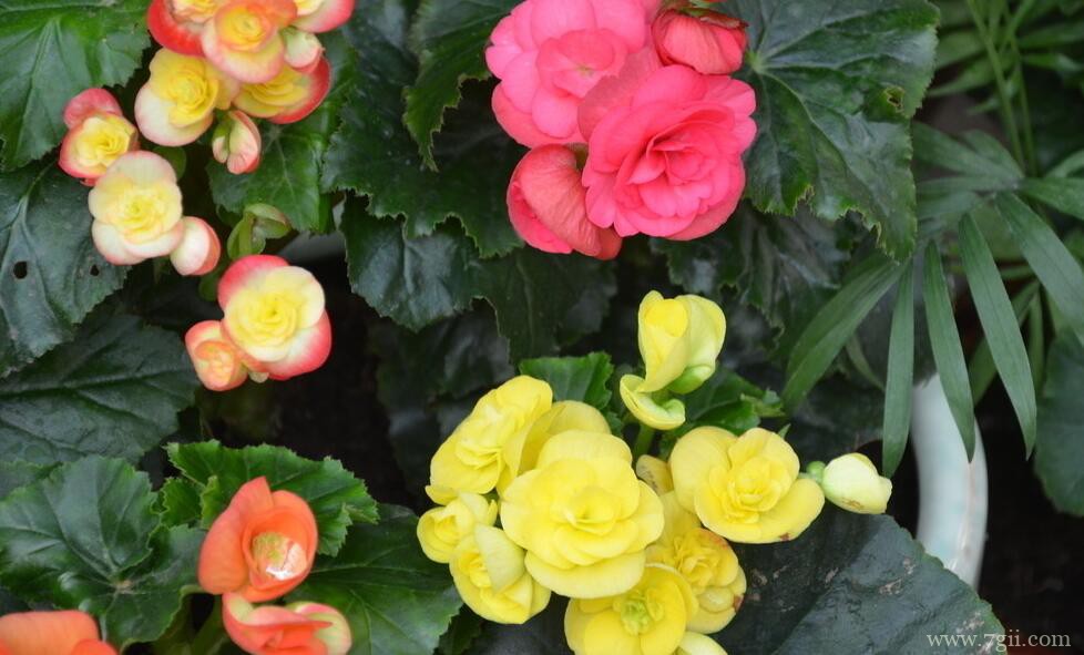 秋季怎么养护丽格海棠？