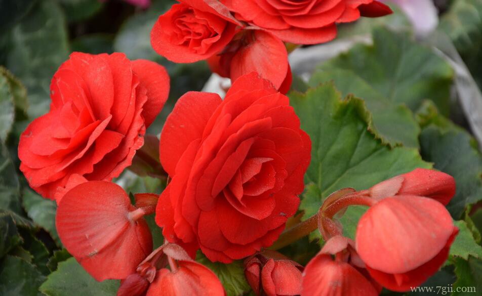 夏天如何给丽格海棠浇水？