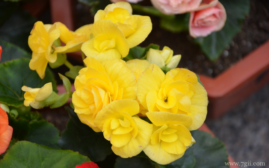 丽格海棠的正确养护方法