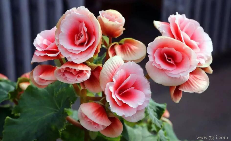 丽格海棠的正确养护方法